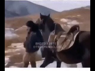 the horse leads the owner of the drunk